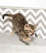 ベンガル【千葉県・男の子・2025年8月17日・ブラウンスポッテドタビー(ロゼット)】の写真13