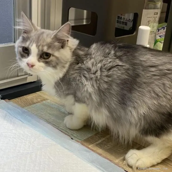 ID：2208-03200の子猫