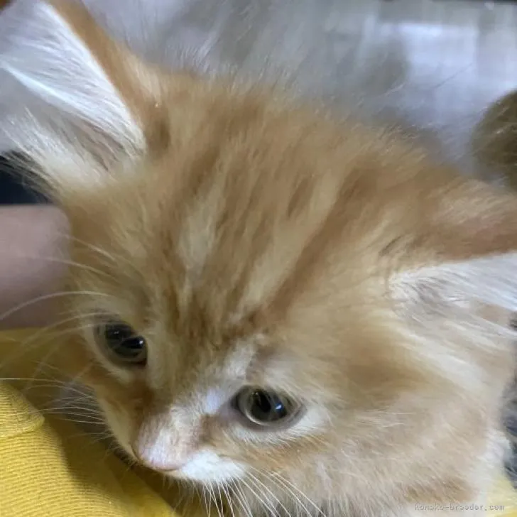 ID：2208-00394の子猫