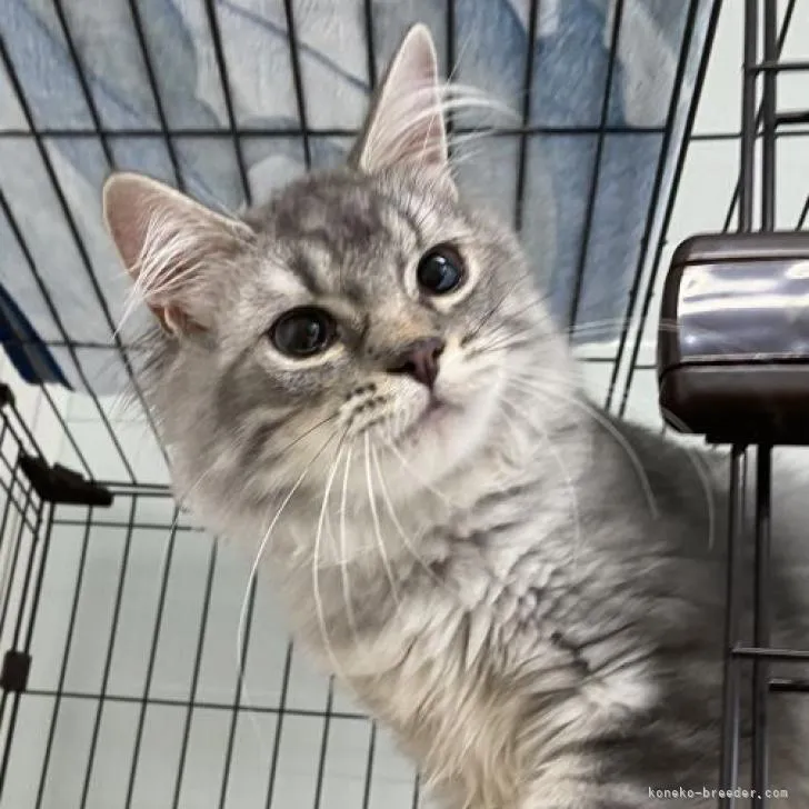 ID：2207-00776の子猫