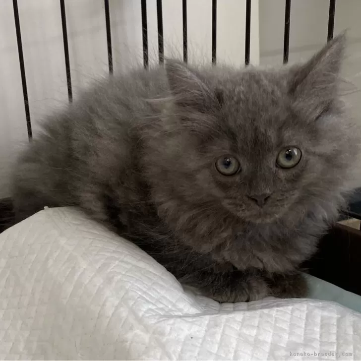 ID：2404-02109の子猫