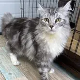 サイベリアン【石川県・男の子・2022年2月22日・シルバータビー】の写真1