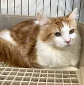 サイベリアン【石川県・男の子・2021年6月2日・レッドタビーホワイト】の写真1