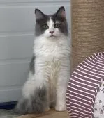 サイベリアン【石川県・女の子・2021年11月25日・キャリコ】の写真1