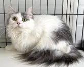 サイベリアン【石川県・女の子・2021年11月15日・シルバーホワイト】の写真2