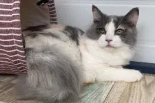 サイベリアン【石川県・女の子・2021年11月25日・キャリコ】の写真2