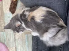 サイベリアン【石川県・女の子・2021年11月25日・キャリコ】の写真4