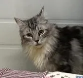 サイベリアン【石川県・男の子・2022年2月22日・シルバータビー】の写真4