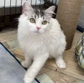 サイベリアン【石川県・女の子・2021年8月6日・ブルータビーホワイト】の写真5