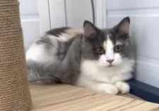 サイベリアン【石川県・女の子・2021年11月25日・キャリコ】の写真5