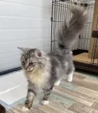 サイベリアン【石川県・男の子・2022年2月22日・シルバータビー】の写真5