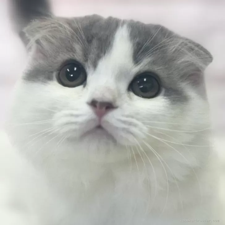 O 様のお迎えした子猫