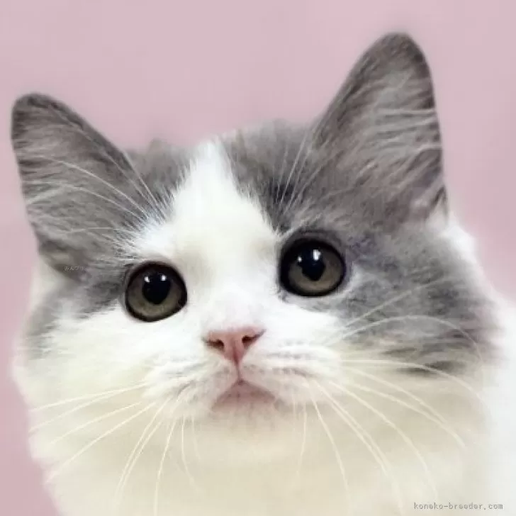 ID:2407-03272の子猫