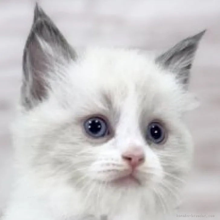 ID:2310-02754の子猫