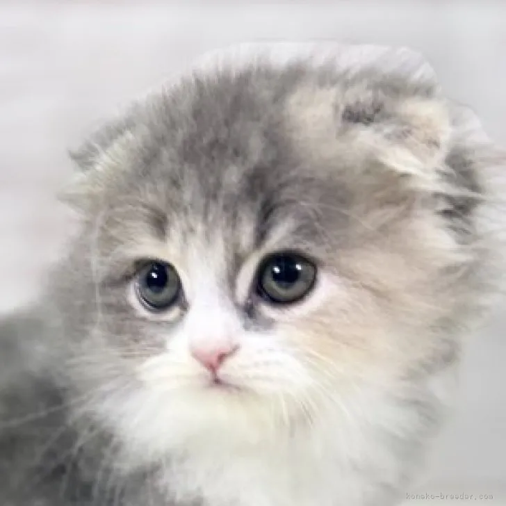 M.K 様のお迎えした子猫