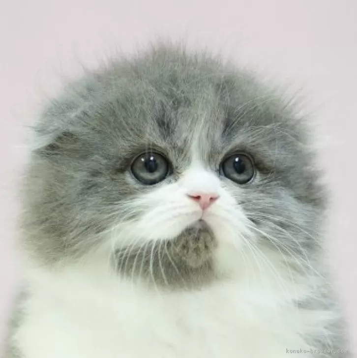 Y 様のお迎えした子猫