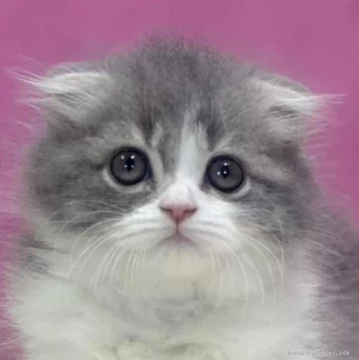 ID:2406-00434の子猫