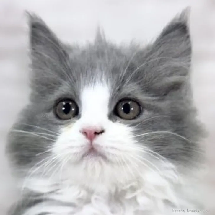 ID:2309-02939の子猫