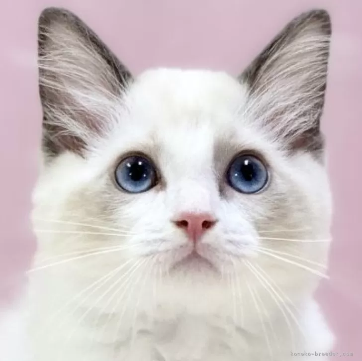 ID：2405-02305の子猫