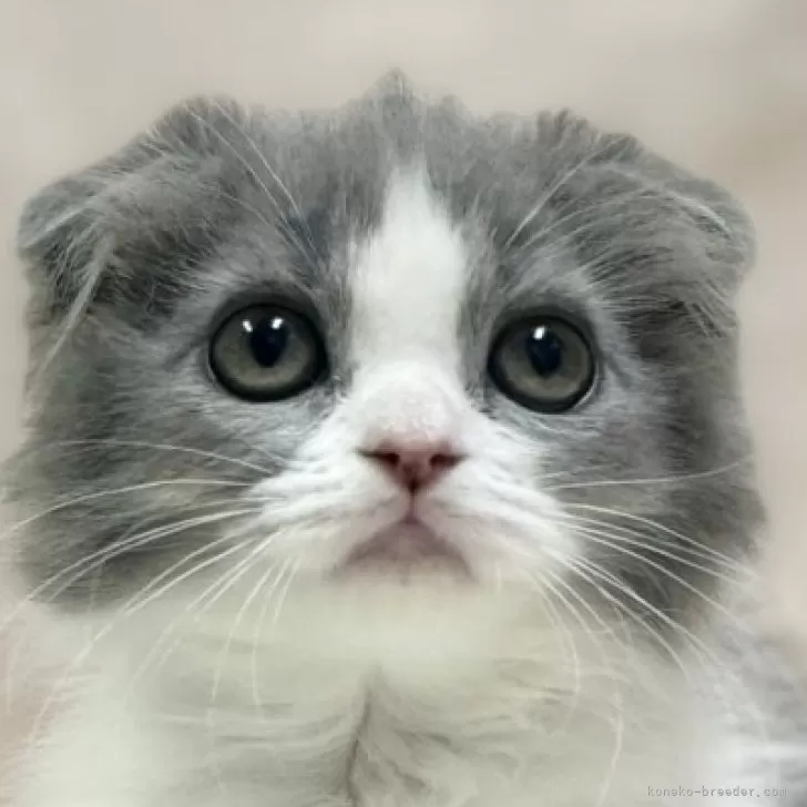 ID:2404-02113の子猫