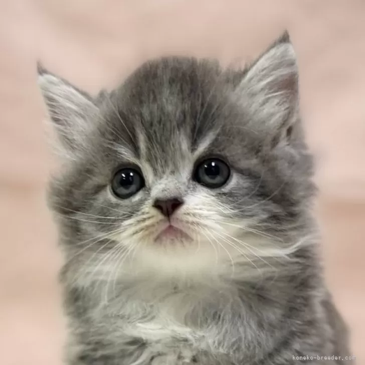ID：2402-01767の子猫