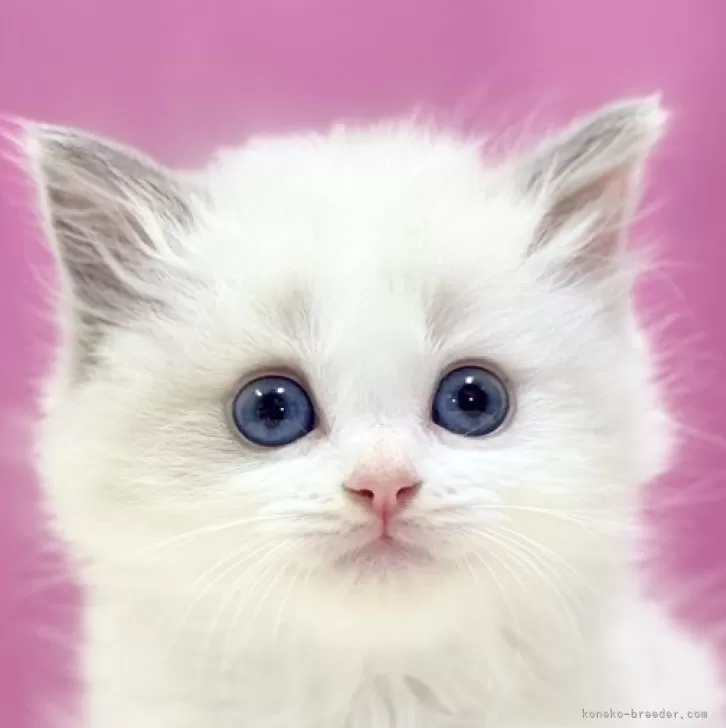 ID:2406-03136の子猫