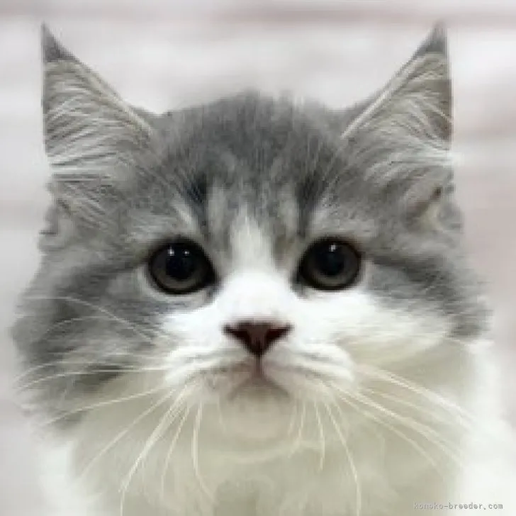 ID：2309-01606の子猫