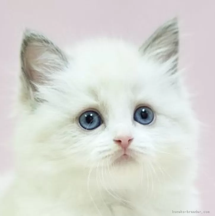 ID:2409-01094の子猫