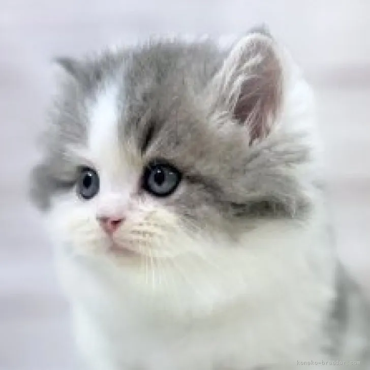 ID:2309-01605の子猫