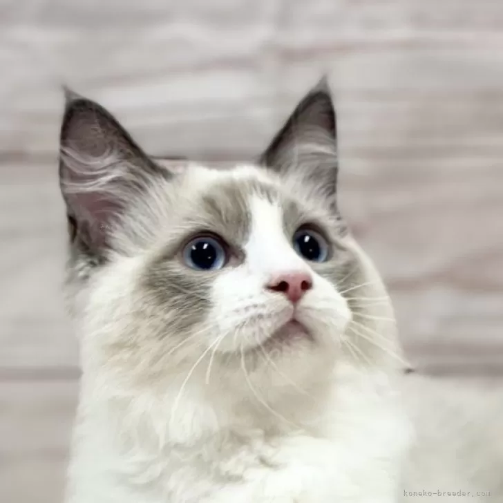 ID:2310-02752の子猫