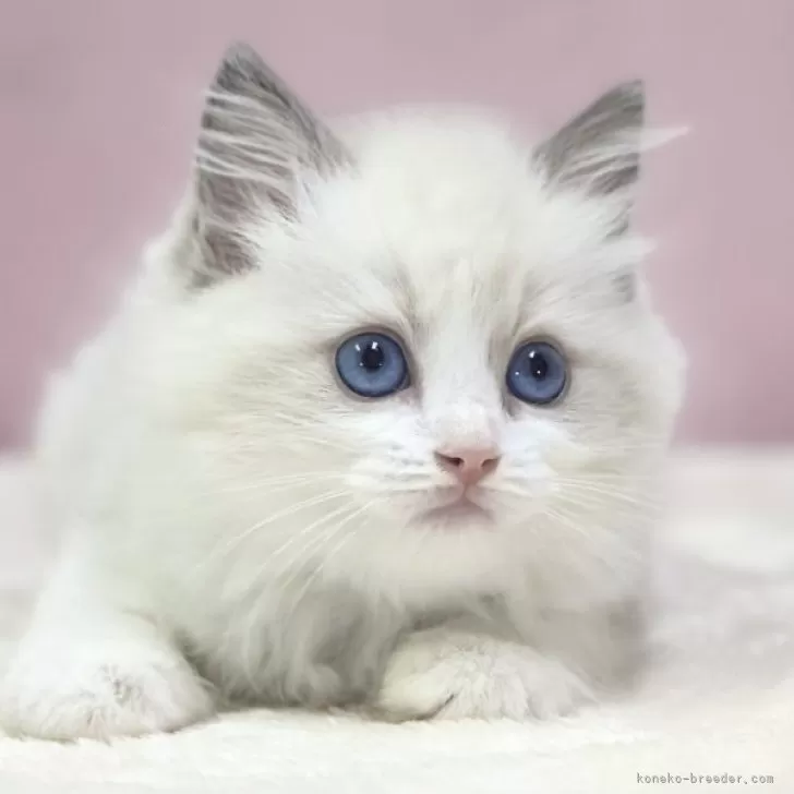 ID：2407-01985の子猫