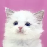 ラグドール【埼玉県・男の子・2024年5月12日・ブルーポイントバイカラー】の写真1