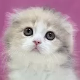 スコティッシュフォールド(折れ耳)【埼玉県・女の子・2024年4月20日・ダイリュートキャリコ】の写真1