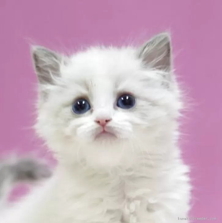 リンりんご 様のお迎えした子猫