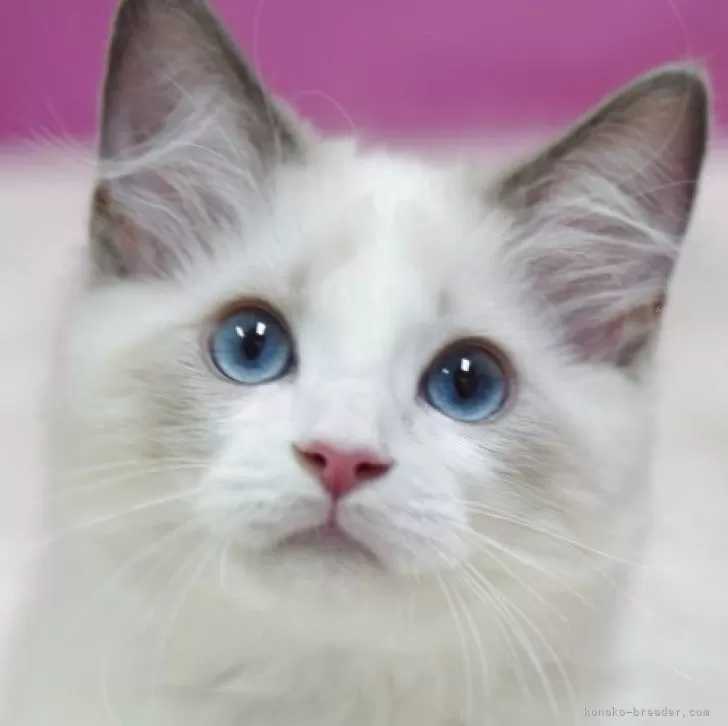 ラグドール【埼玉県・男の子・2025年8月11日・ブルーポイントバイカラー】の写真1