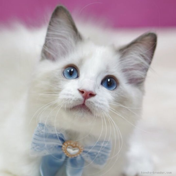 ブリーダー画像