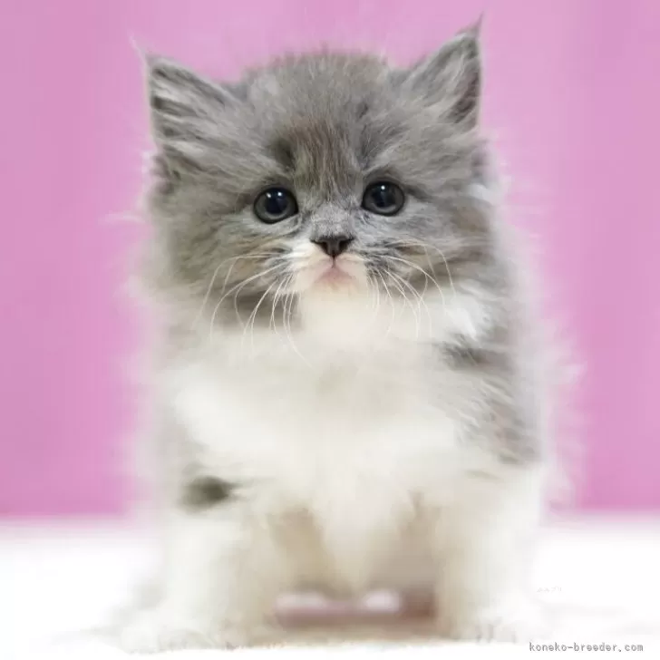 ID:2506-03031の子猫
