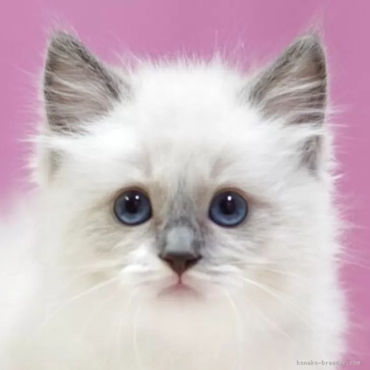 はるそら 様のお迎えした子猫