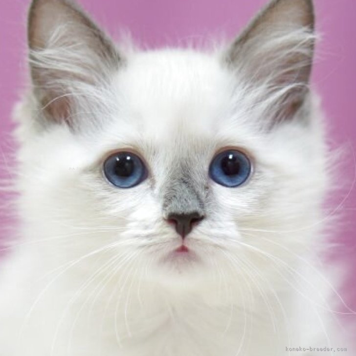 ブリーダー画像