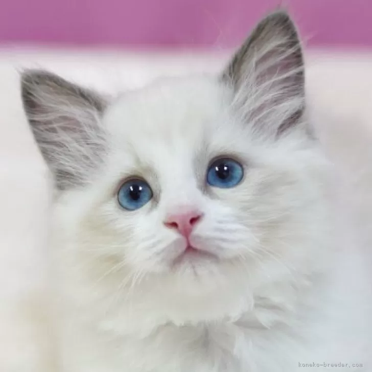 E.K 様のお迎えした子猫