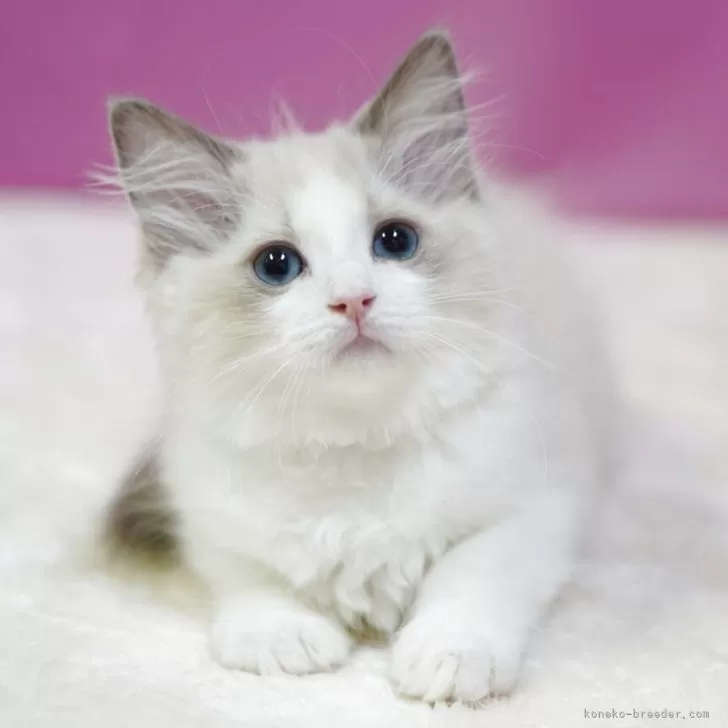 A.T 様のお迎えした子猫