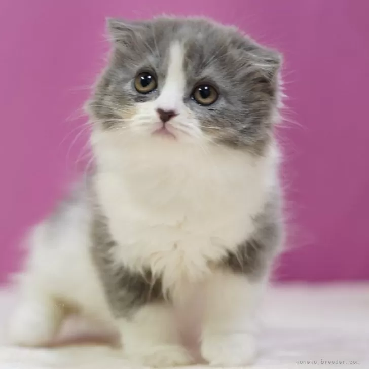 ID:2411-02560の子猫