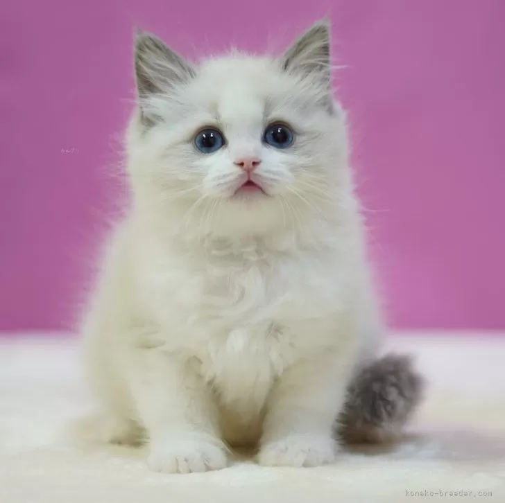 M.K 様のお迎えした子猫