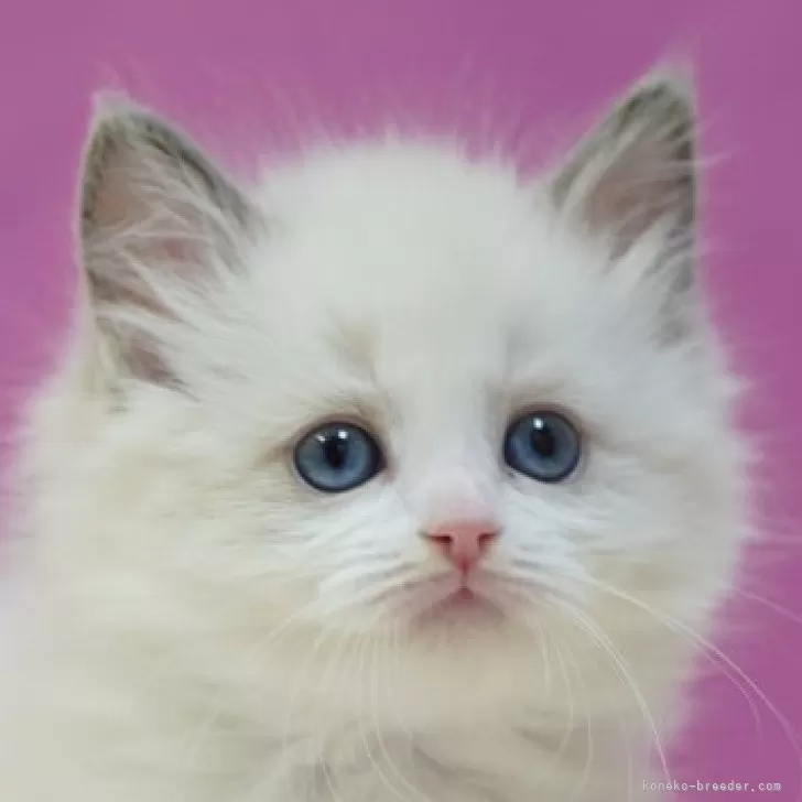 ID：2501-01689の子猫