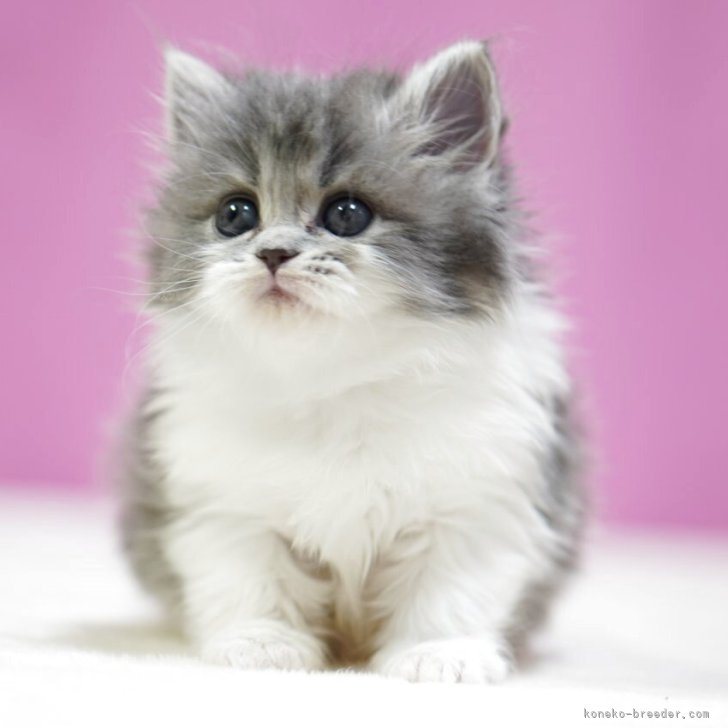 ブリーダー画像