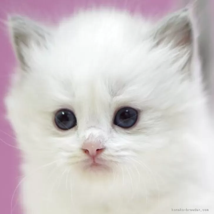 ラグドール【埼玉県・女の子・2025年10月17日・ブルーポイントバイカラー】の写真1