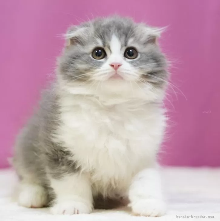 ID：2411-02558の子猫