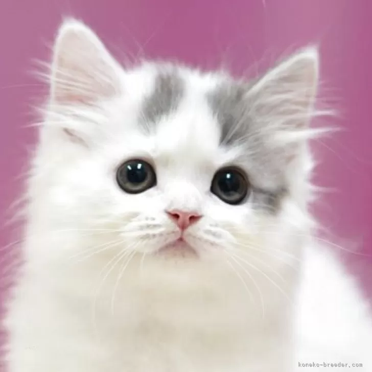 ID：2508-02685の子猫