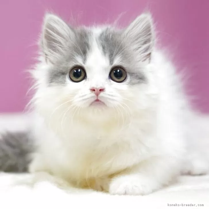 Mako 様のお迎えした子猫