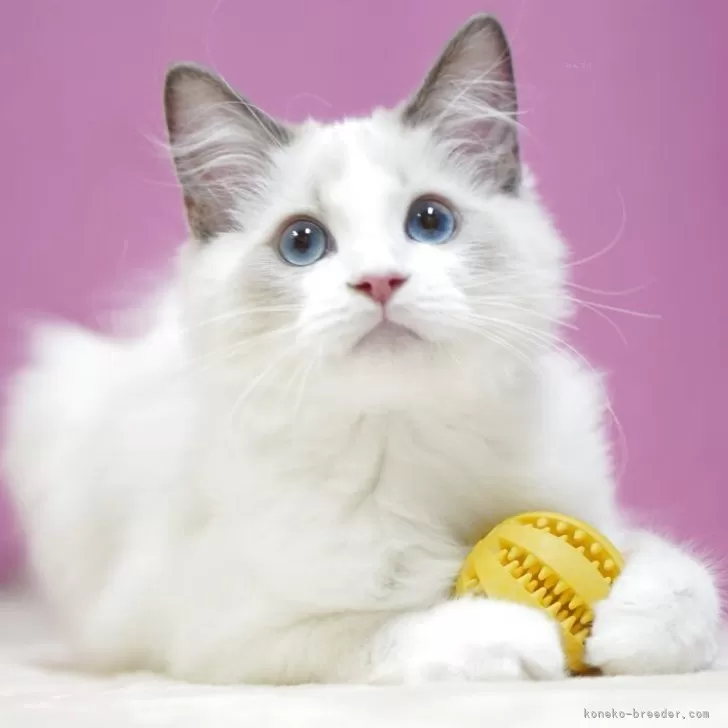 ラグドール【埼玉県・男の子・2025年8月11日・ブルーポイントバイカラー】の写真1